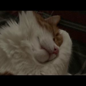 Meet your Posher, Pamela